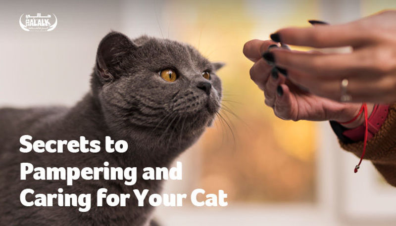 Secrets to Pampering and Caring for Your Cat